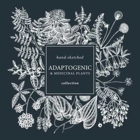 Adaptogenic plants square wreath on chalkboard. Hand-sketched medicinal herbs, weeds, berries, leaves frame design. Perfect for brands, label, packaging. Hand sketched adaptogens outlines.